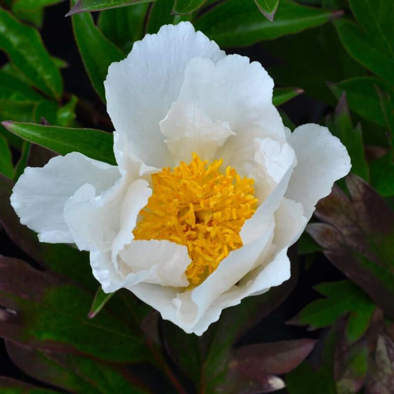 Paeonia lactiflora 'Krinkled White' (S - White) ---